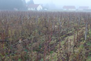 photos taille décembre 2015 004