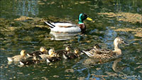 Canard Col Vert