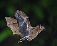 Chauve-souris