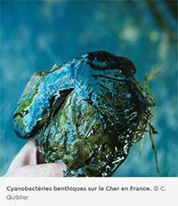 cyanobactéries