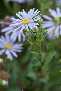 Marguerite de la Saint-Michel