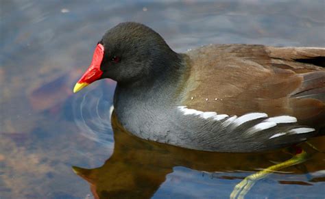 Poule d'eau ou gallinule