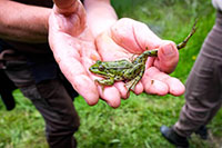 Grenouille