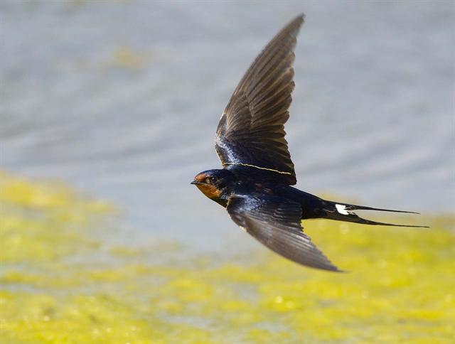 Hirondelle
