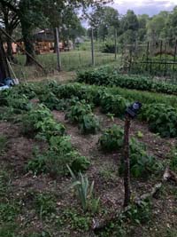 jardin