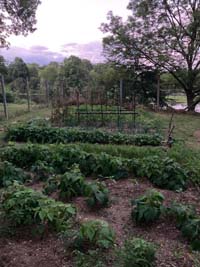 jardin