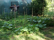 jardin