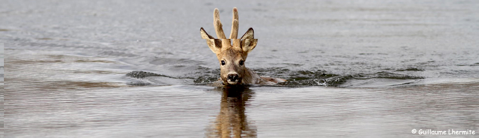 chasse