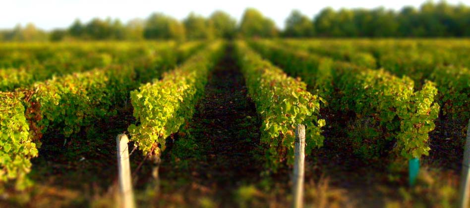 vignes