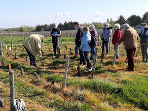 Saveurs Vigne