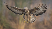 Buse variable