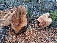 Castor