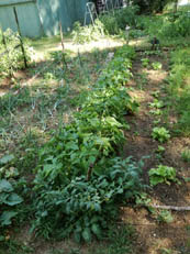 jardin